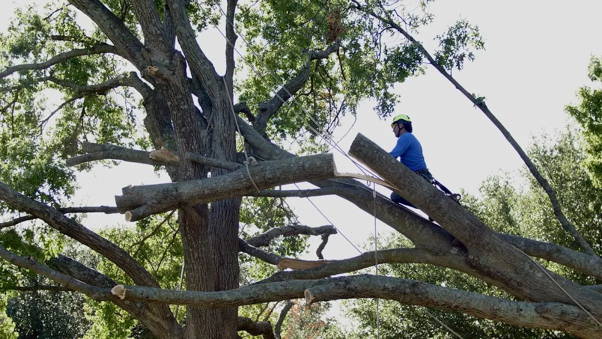 Professional Crown Thinning performed by certified arborists in Huntsville