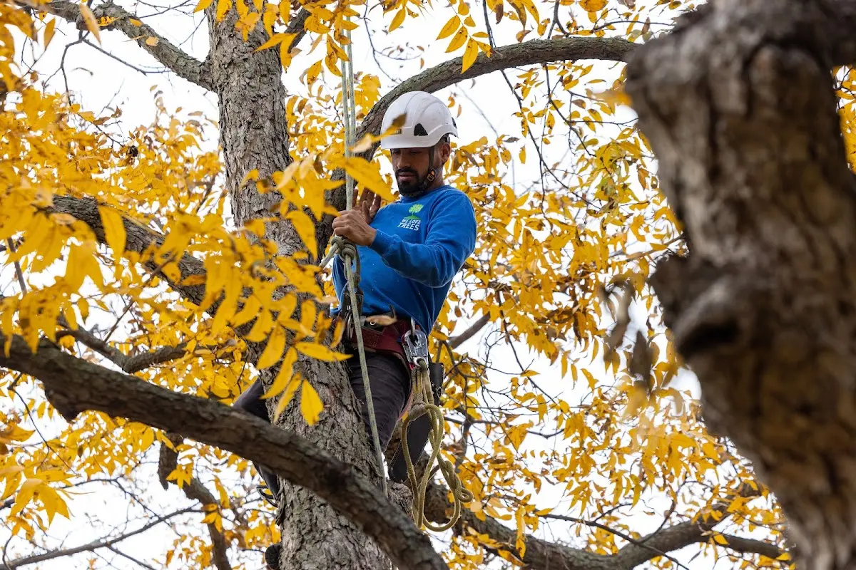 Skilled Tree Transplanting crew working in Huntsville